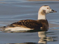Long-tailed Duck